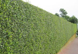 hedge-cutting-maintenance-bayswater